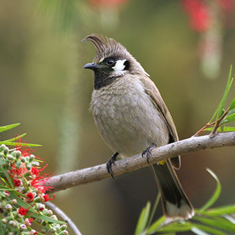 Biodiversity